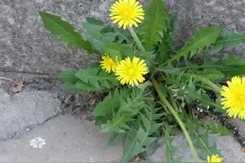 中药又立功？蒲公英能消灭98%癌细胞、消结节？医生说出了实话图片