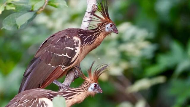 一生一次，2027年出发！41天南极半岛包船登陆，南美4国狂野自驾