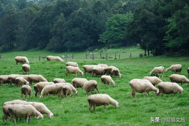 草原+蓝天,每一帧都是壁纸!昆明这个地方能给你的,是“阿勒泰”生活的100种可能!