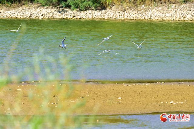 陇拍客丨临泽秋日：双泉湖与流沙河的灵动画卷