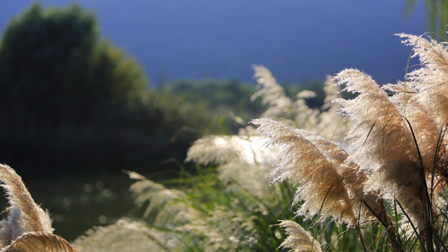 免费！无锡“巨无霸”公园火了