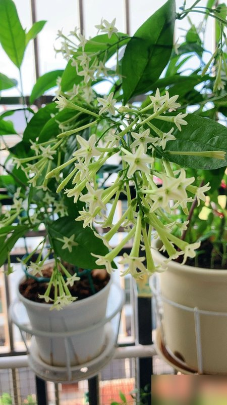 阴花不能进阳宅！这5种花“打死”也不养，家里若有？快挪走！
