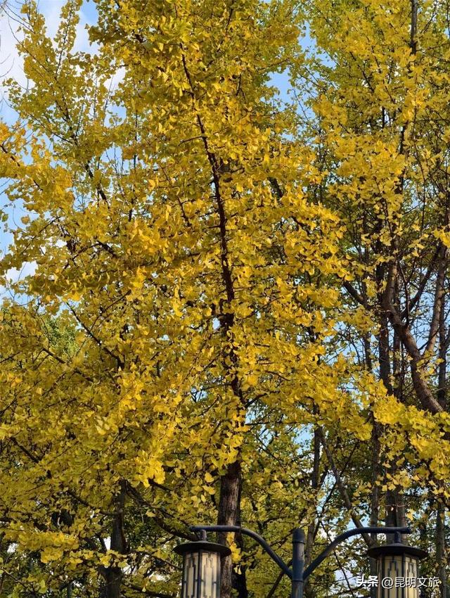 美爆！美爆！超全攻略！超出片！🤳昆明银杏黄金倒计时，抓紧时间冲~
