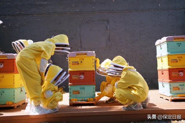 文化中国行丨在博物馆里做“城市牧蜂人”