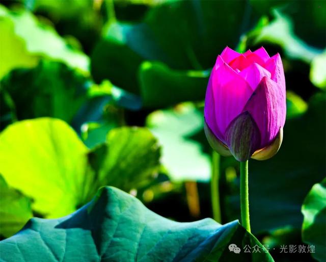 早晚凉风习习,敦煌党河风情线赏荷浪漫且惬意