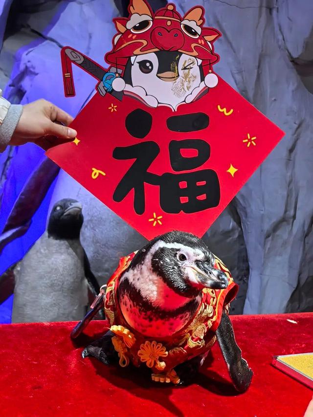 限量企鹅“福印”！海淀这个“海底世界”水下送惊喜