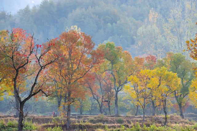 大别山中徐凤冲