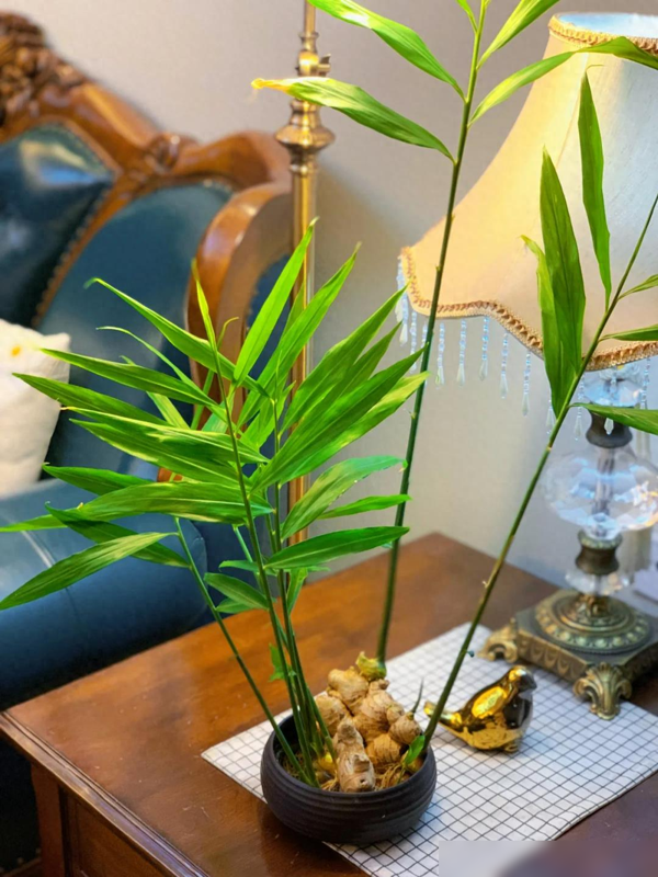 北京一姑娘“把生姜当绿植”养在客厅走红，网友：好美，好高级