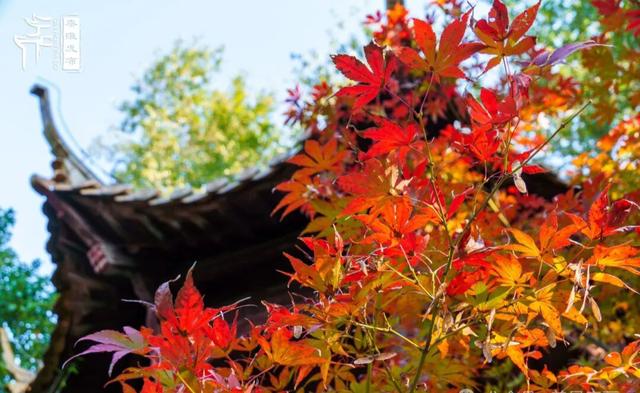 南京这个地方的红枫美景，简直美“枫”了