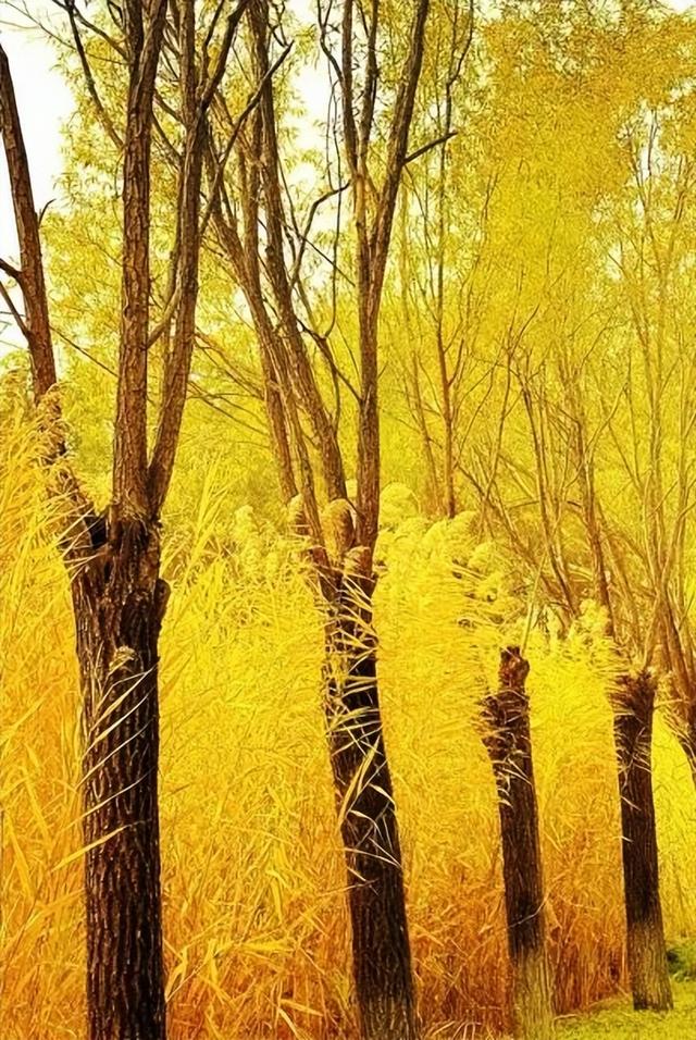 大地艺术与彩叶共绘生态画卷！藏在园博园湿地里的秋日浪漫→