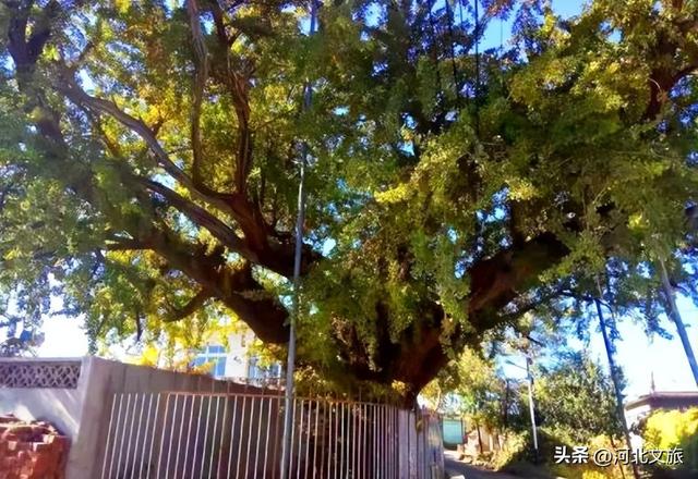 收藏！秦皇岛“银杏观赏地图”出炉，这八处胜地解锁璀璨深秋~