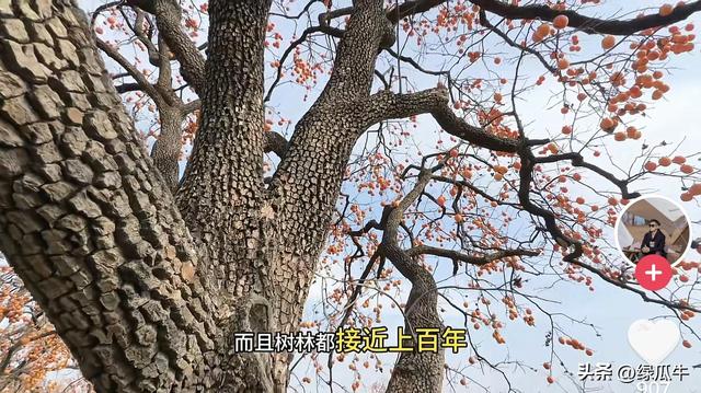 陕西彬州柿子火出圈，千万级流量，引来全国游客打卡