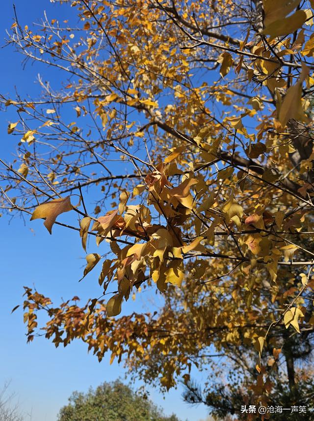 冬天的槭叶美，一道美丽的风景，风光无限在槭叶，风景这边独好!