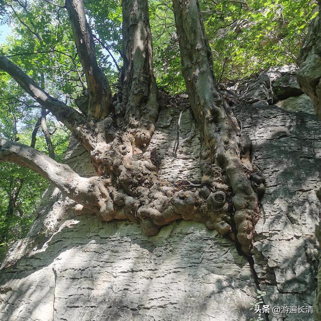 &056.炎炎烈日哪里去--张夏洞府天
