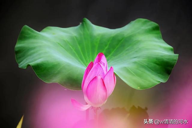 荷花是夏季里最曼妙的风景