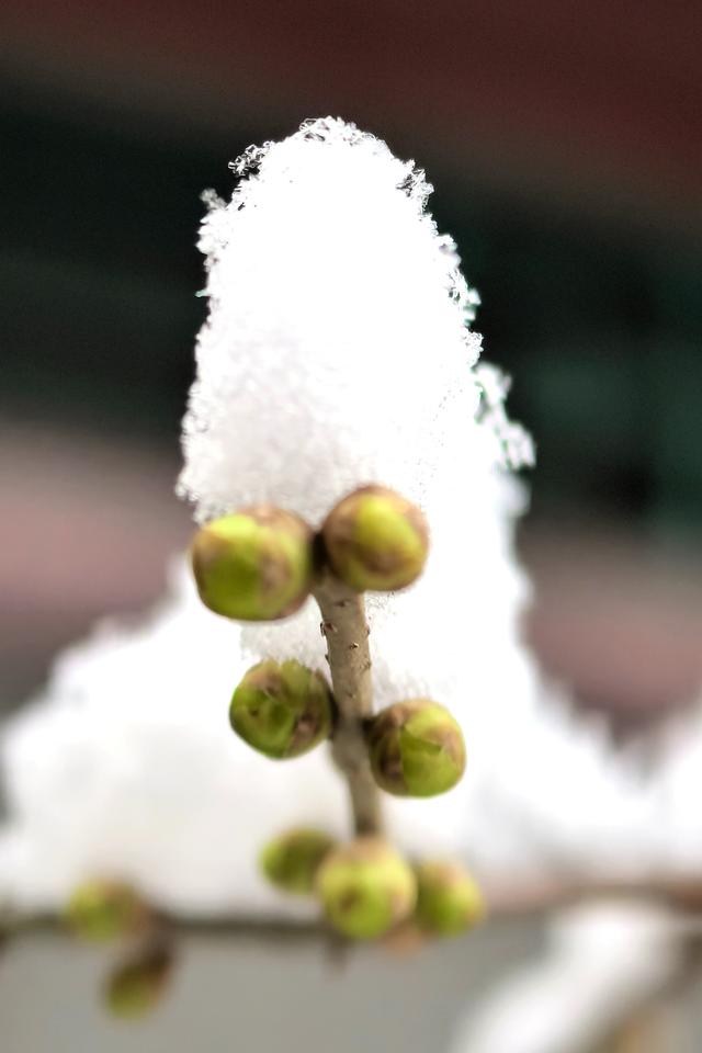 超惊喜——你想要的踏雪寻梅，安排！