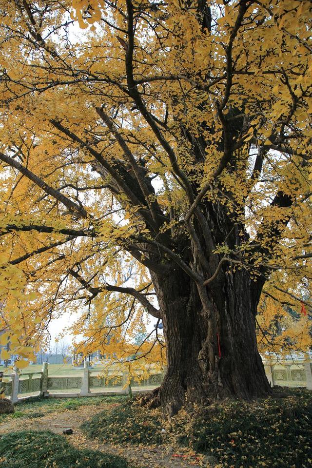 石象路银杏黄了！秋日南京必走的几条经典路线