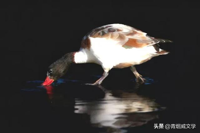 今日午后骑行西湿地，第一次遇见翘鼻麻鸭