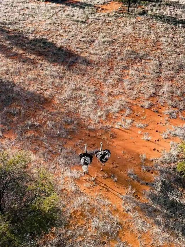 2026封神旅行清单！非洲五国（南非/东非）23天狂野之旅，太顶了