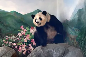 大熊猫盟盟5岁了，尝到了“桂花味的武汉秋天”图片