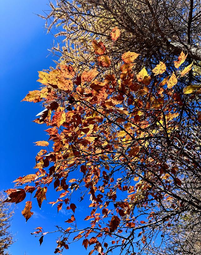 读唐诗看美景，让视觉和思绪一道欣赏黄叶遍地、层林尽染静美之景