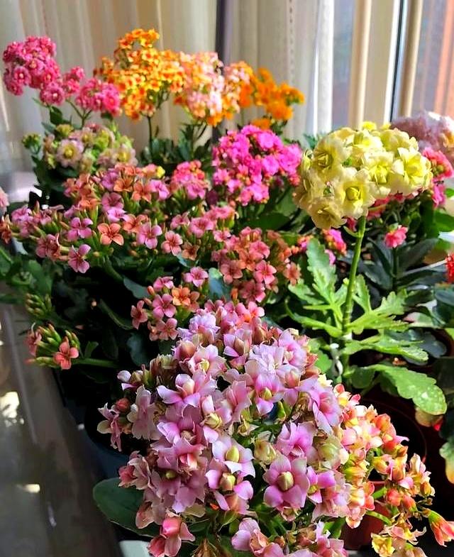 北京一太太因“酸奶杯养长寿花小苗”走红网络，省钱又治愈，牛