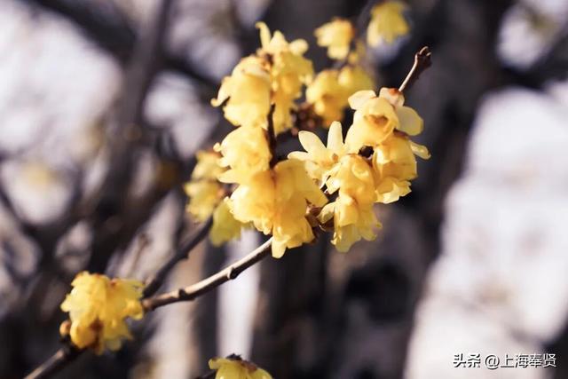 快看！奉城惊现罕见景致→