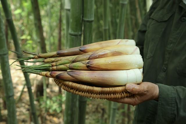 雾散竹青处 心向暖阳行