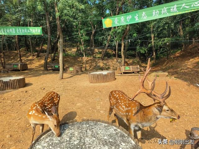 大连最方便的喂鹿点，公交车就能到，看看在哪里