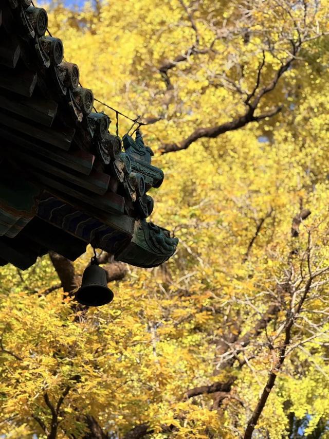 今日实况奉上！门头沟这片金黄！！！