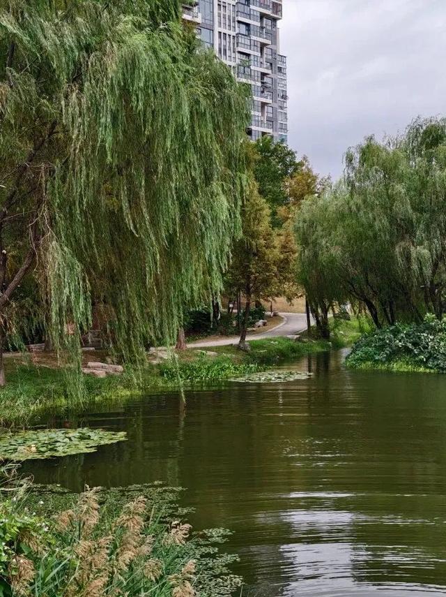 黄山治愈系打卡！20 分钟公园漫游，和“班味”说拜拜 | 皖美冬日 | 第十五届安徽国际文化旅游节