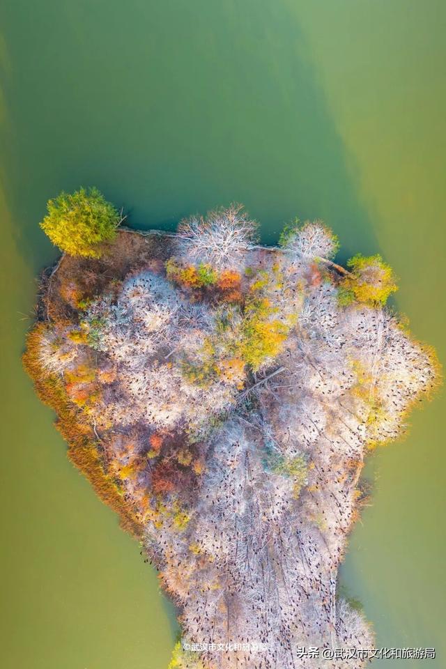 沙漠踏雪，只在武汉，最佳观赏期到了！