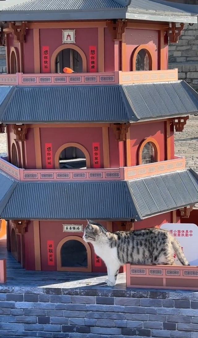 山西应县木塔景区为守塔猫建“猫塔”，“应县猫塔”成新晋网红打卡点