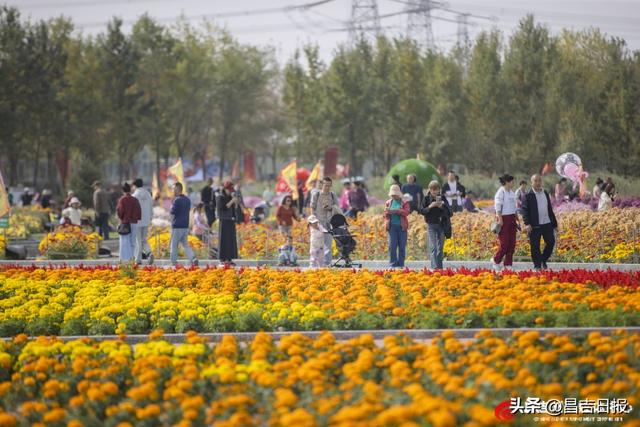 秋菊绽花海 游人醉金秋