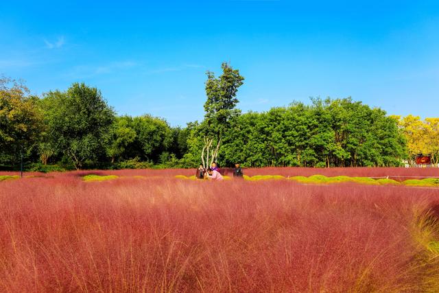 来啊！抓住粉黛小尾巴，错过再等一年！