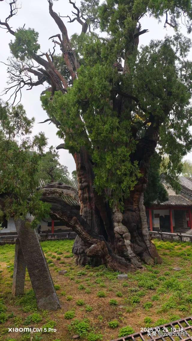 孔林关林松，揖向轩辕柏