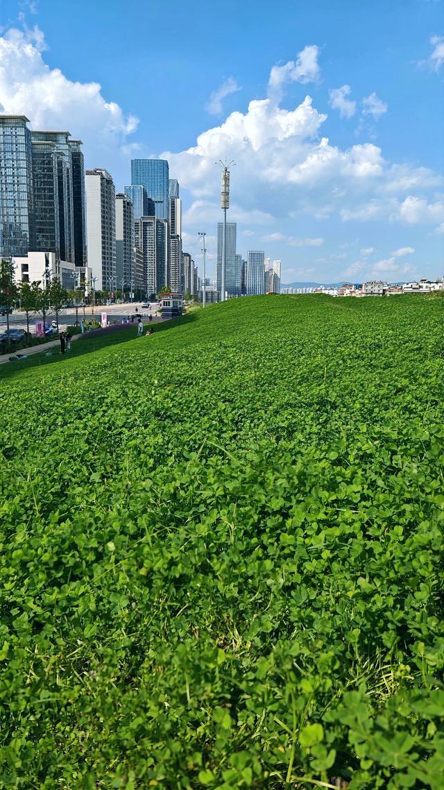 谁说草原必去内蒙古？昆明3片市区草地，不花钱也能躺平一整天