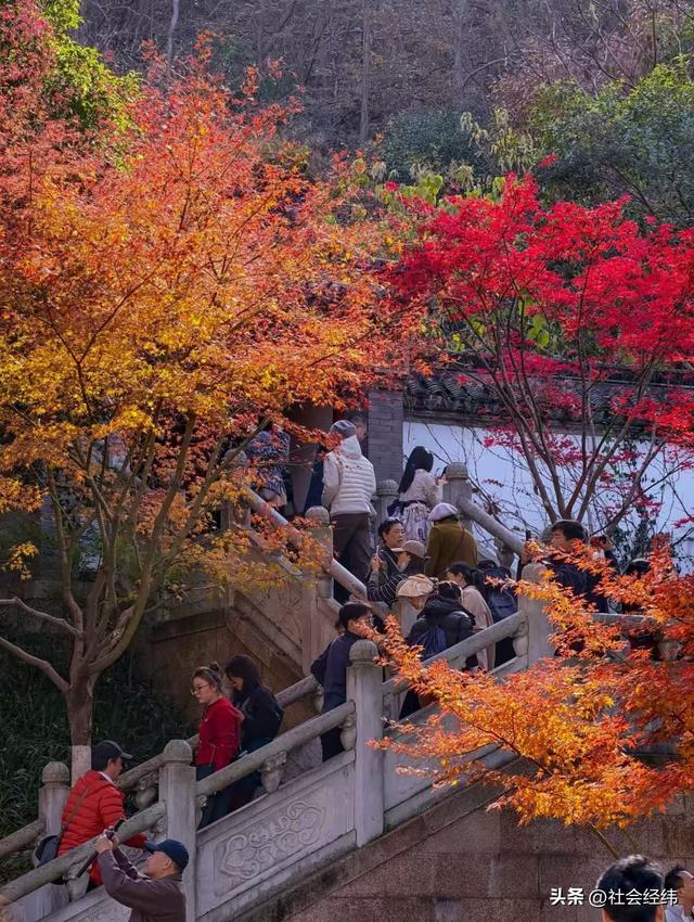 枫染栖霞醉金陵！明秀山红叶铺就秋日限定画卷