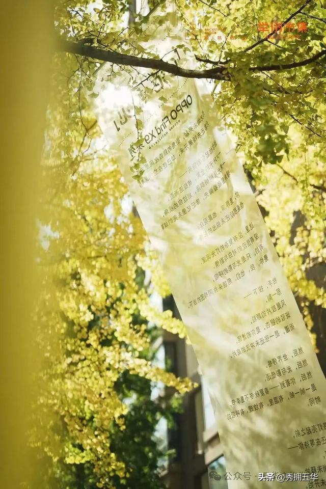 赏银杏、会海鸥，邂逅一场丰容的“昆明式暖冬”