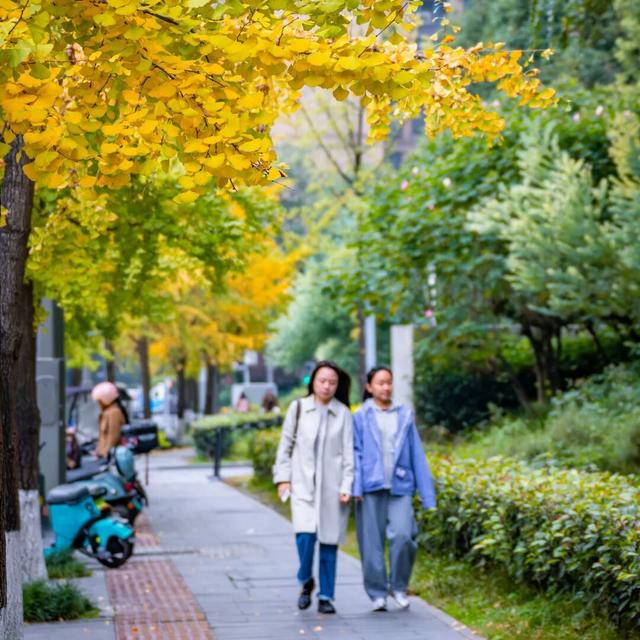 美到窒息！锦江街头的银杏可以“慢慢看”啦