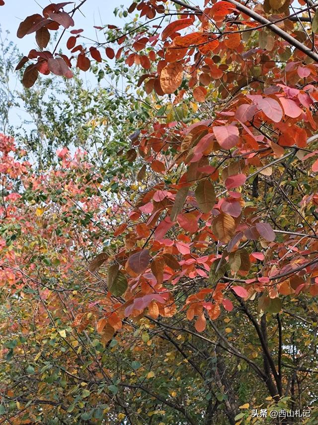五线小城里的银杏大道，美翻全网的深秋景色原来在这里