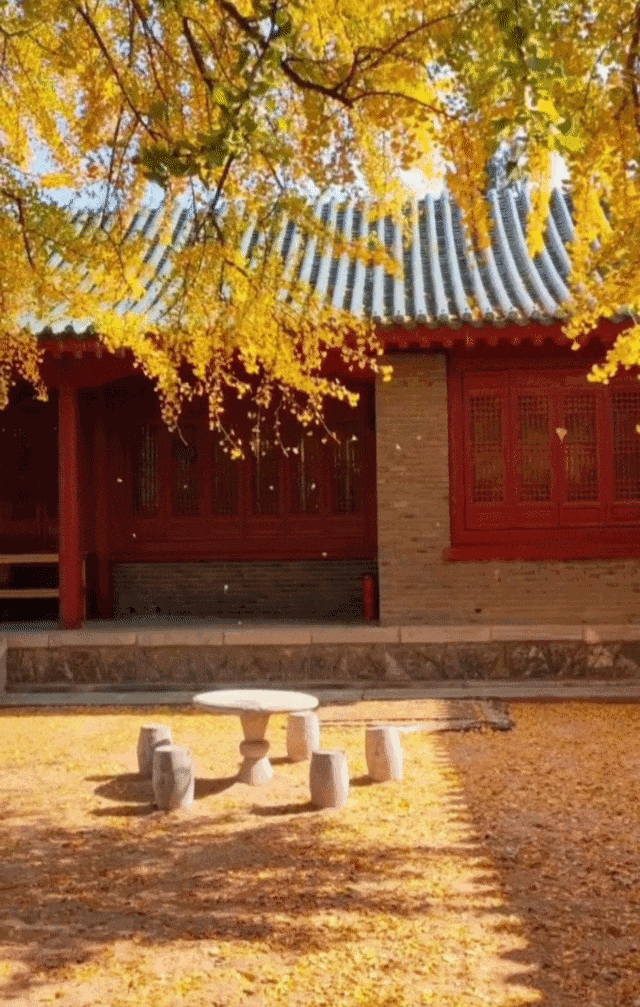 临沂人秋日里心心念念的风景已经来了，快看看吧