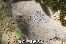 蓝猫四肢被砍后续！警方介入，附近发现新线索，小区人曝更多细节图片