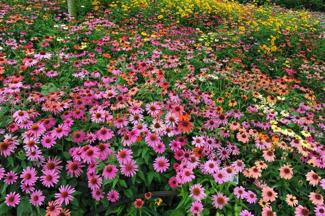 音乐不停、美食不断、水花不歇！来郑州绿博园畅享30天不重样的盛夏奇旅