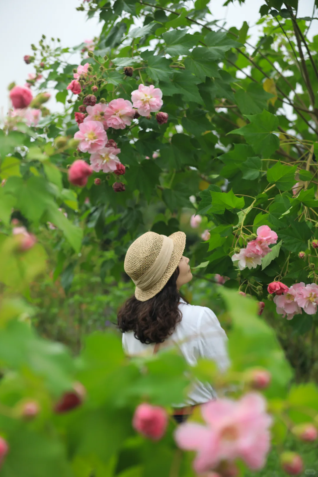 轨道线丨一日三变 “醉芙蓉”
