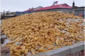 售粮过半：贸易商开始抢粮，大涨在即？图片