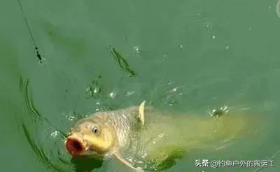 钓鱼时，鱼断线后，鱼钩挂在鱼嘴上跑了，鱼会怎么样呢？