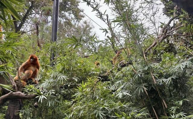 当唐家河“搬”进南京城：一场跨越千里的自然邂逅