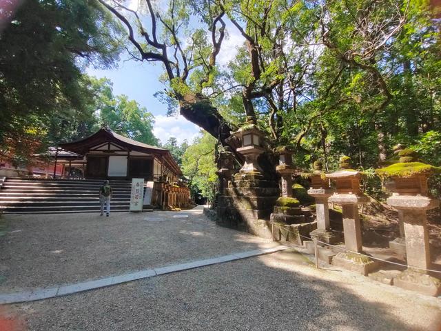 因为鹿，我爱上了奈良