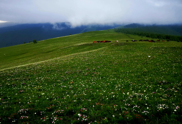 1株就犯法！四川女游客采一把“手参”，被阻拦后说很多人都在摘